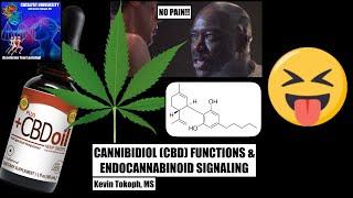 [Re-upload] How Does CBD Oil Work? | Mechanisms of THC and CBD in Pain