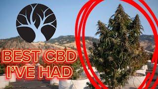“BEST CBD OF 2024?” Trying Lost Oak Farms “Bubba Kush 12” is it ⛽️ or 