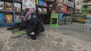 CBD oil, treats help manage anxiety in dogs
