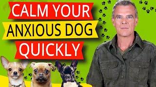 CBD Oil For Dog Anxiety (How To Free Your Anxious Dogs Mind)