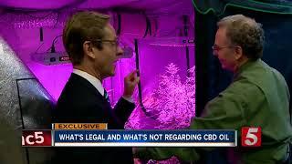 What's Legal And Illegal About CBD Oil In Tennessee