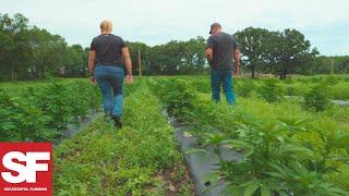 Farmer Grows Hemp for the First Time for CBD Oil | Agronomy Spotlight | Successful Farming