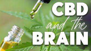 4 Ways CBD Affects the BRAIN