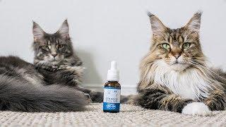 Our Cats Try CBD Oil
