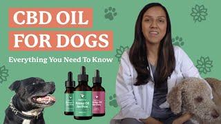 CBD Oil for Dogs: Everything You Need to Know