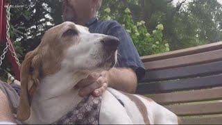 State vet agency warns: CBD oil could be dangerous for your pets